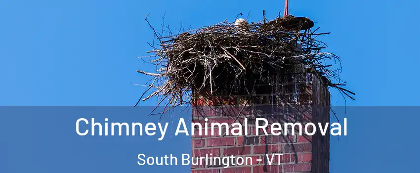  Chimney Animal Removal South Burlington - VT