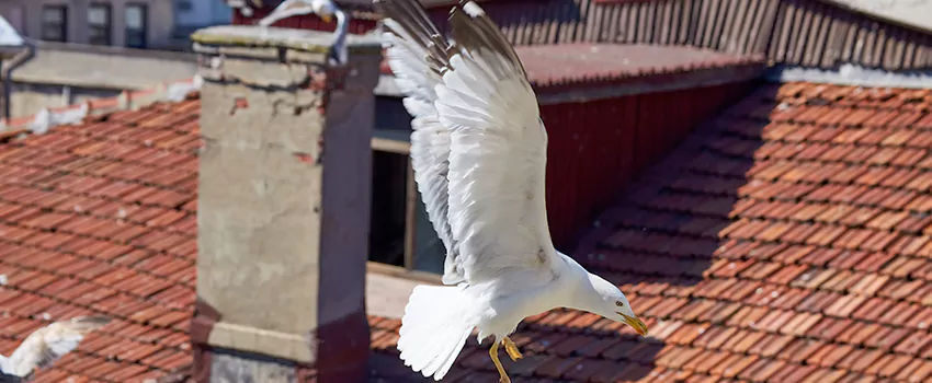 Residential Chimney Animal Removal Solution in South Burlington, VT