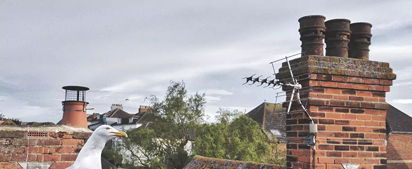 Chimney Cleaning And Restoration in South Burlington, Vermont
